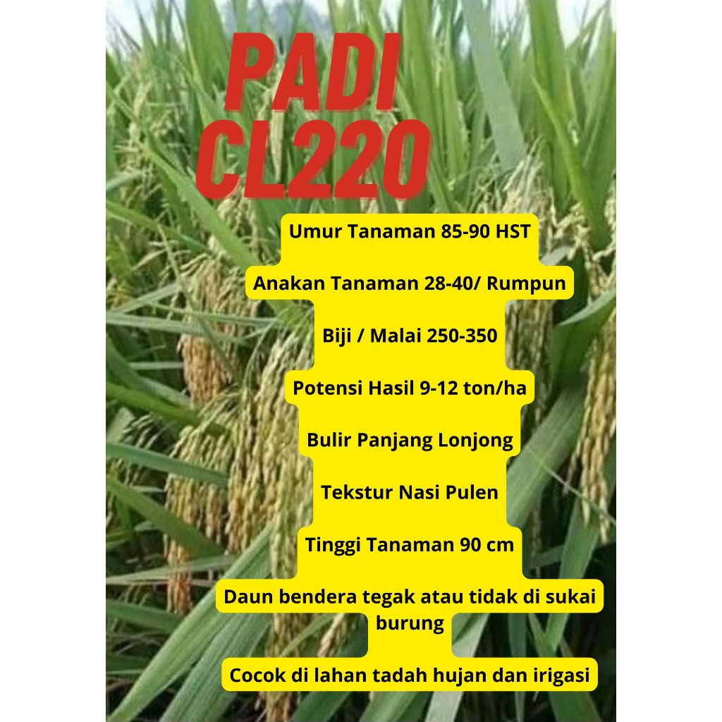 Bibit Benih Padi CL-220 Original Kemasan 5 Kg