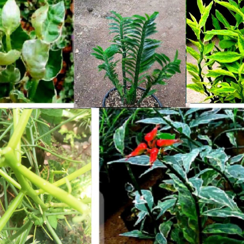 Tanaman Cucak Rowo zig-zag Patah tulang Putih Hijau varigata 20-35cm bunga Madu hias herbal