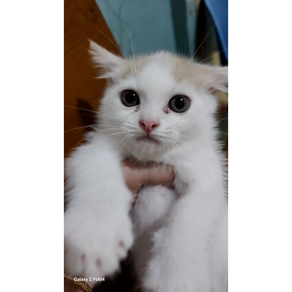 scootish straight mix munchkin BSH