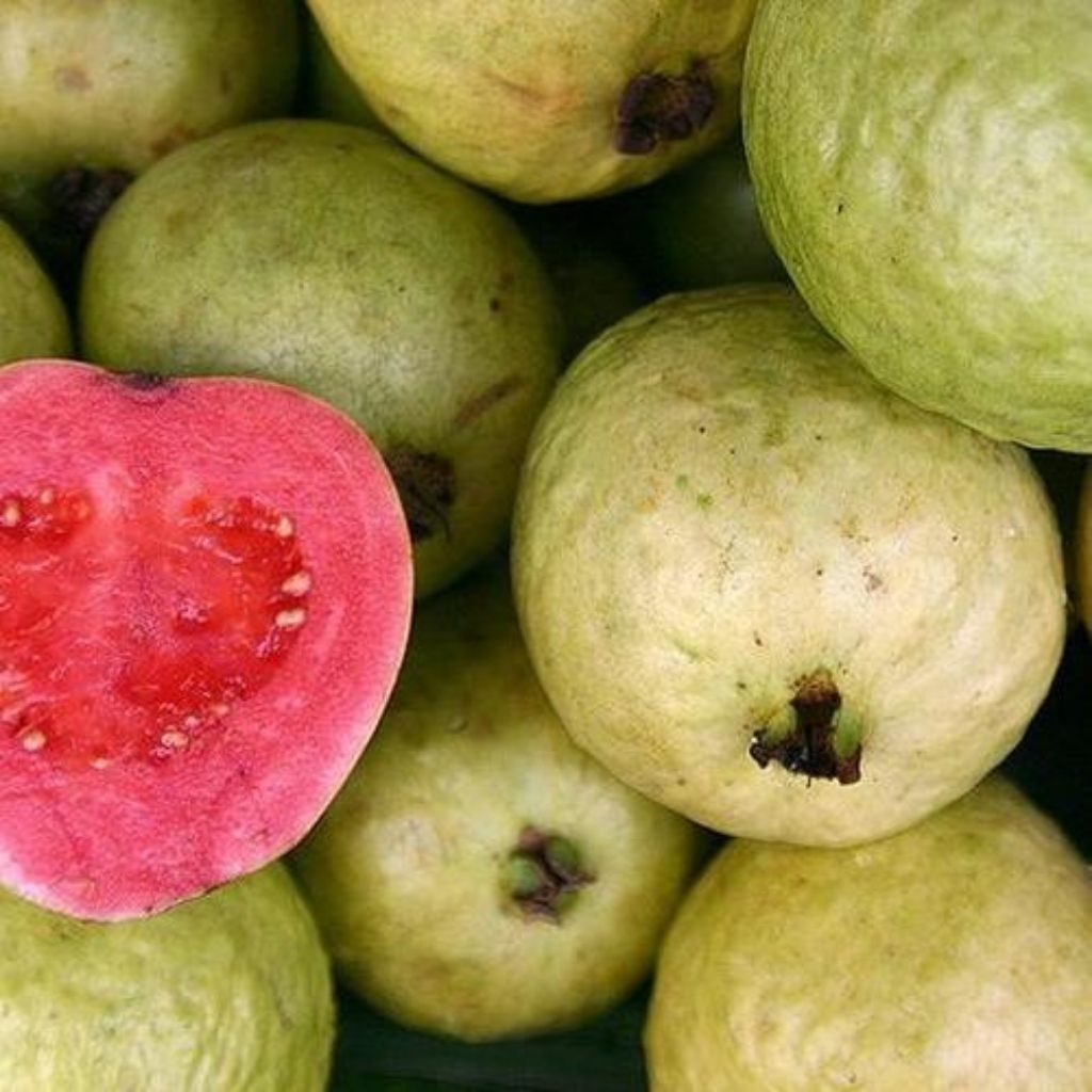 Jambu Biji merah 1 kg