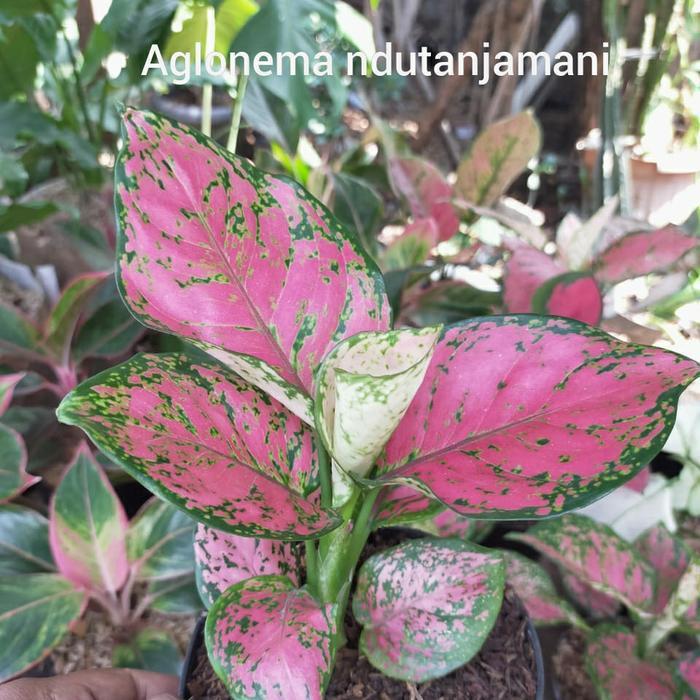 paket hemat aglonema / aglonema lipstik, legacy, ndut anjamani murah