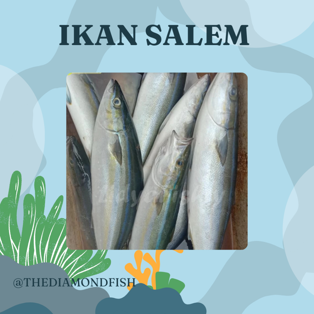 Ikan Salem Segar Ikan Salmon Lokal 1Kg Seafood Ikan Laut Segar
