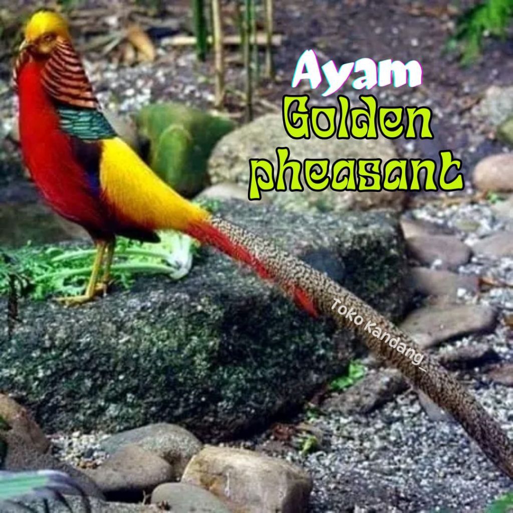 TELUR AYAM HIAS GOLDEN PHEASANT ASLI