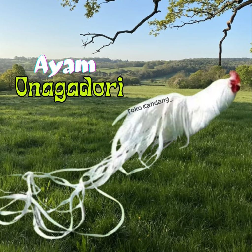 telur ayam hias onagadori | ayam ekor panjang untuk ditetaskan