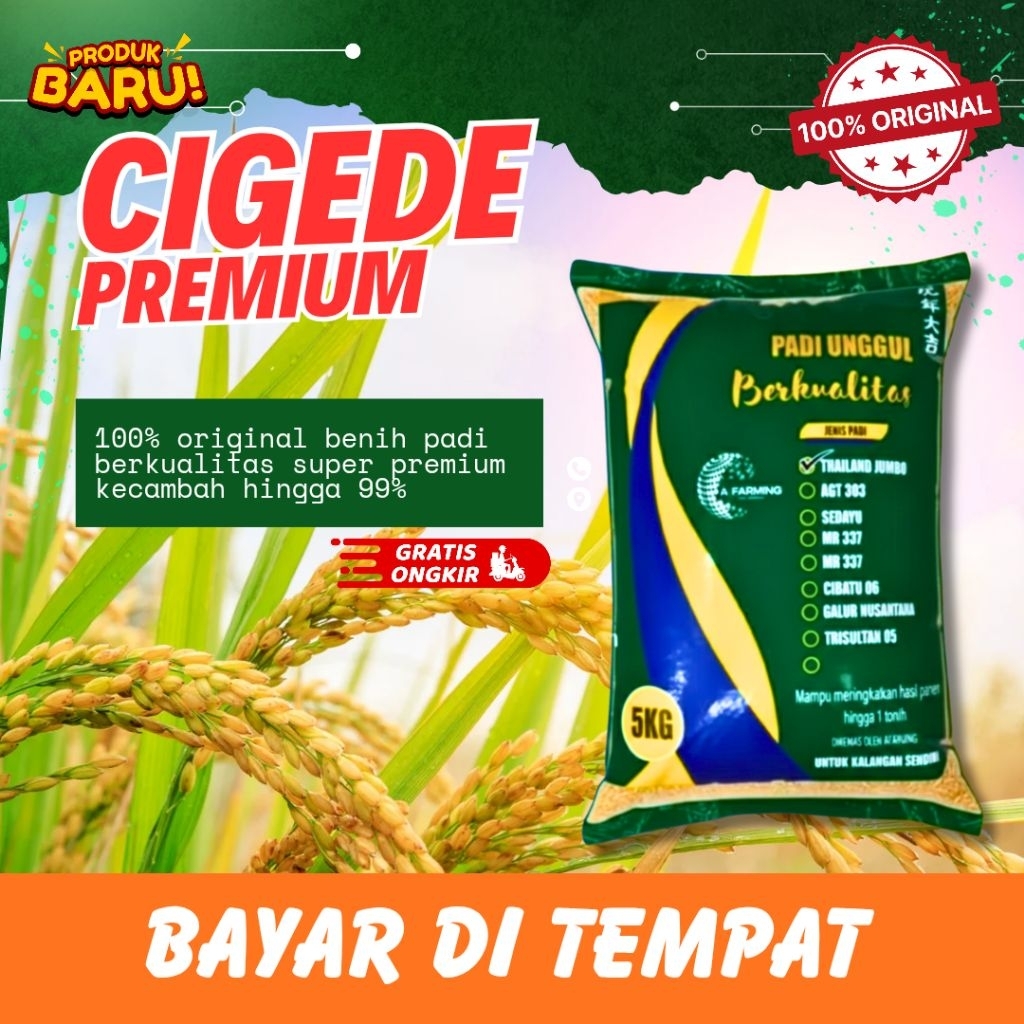 benih padi cigede genjah 5kg