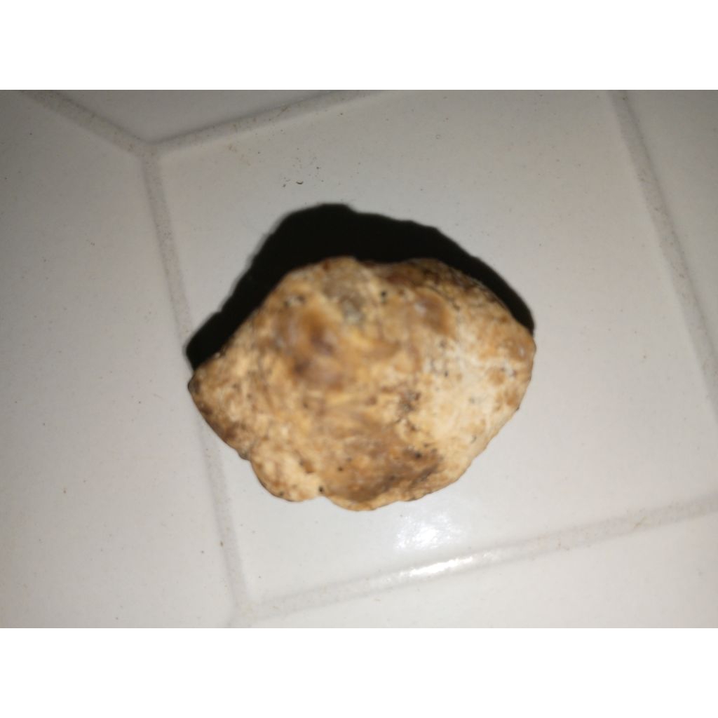 Ambergris/Muntahan paus original