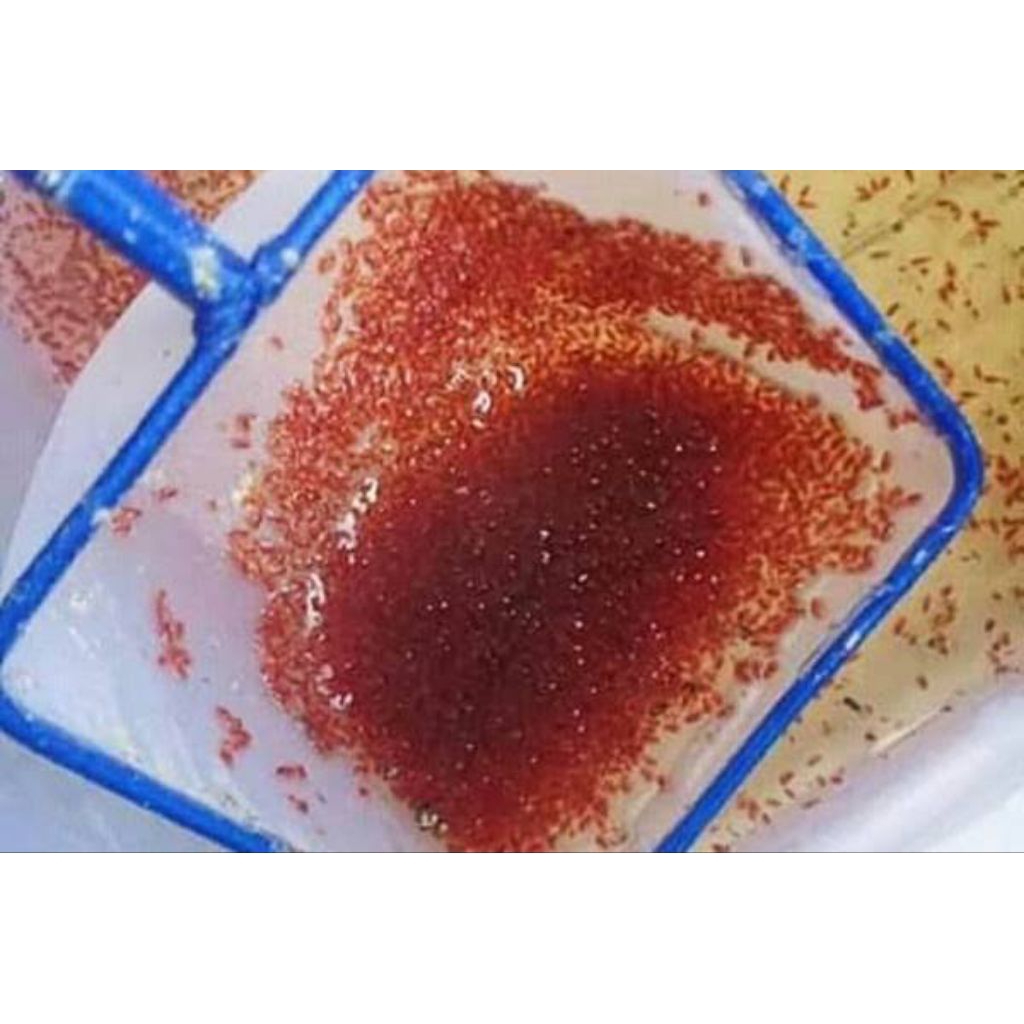 Daphnia magna starter /kutu air raksasa