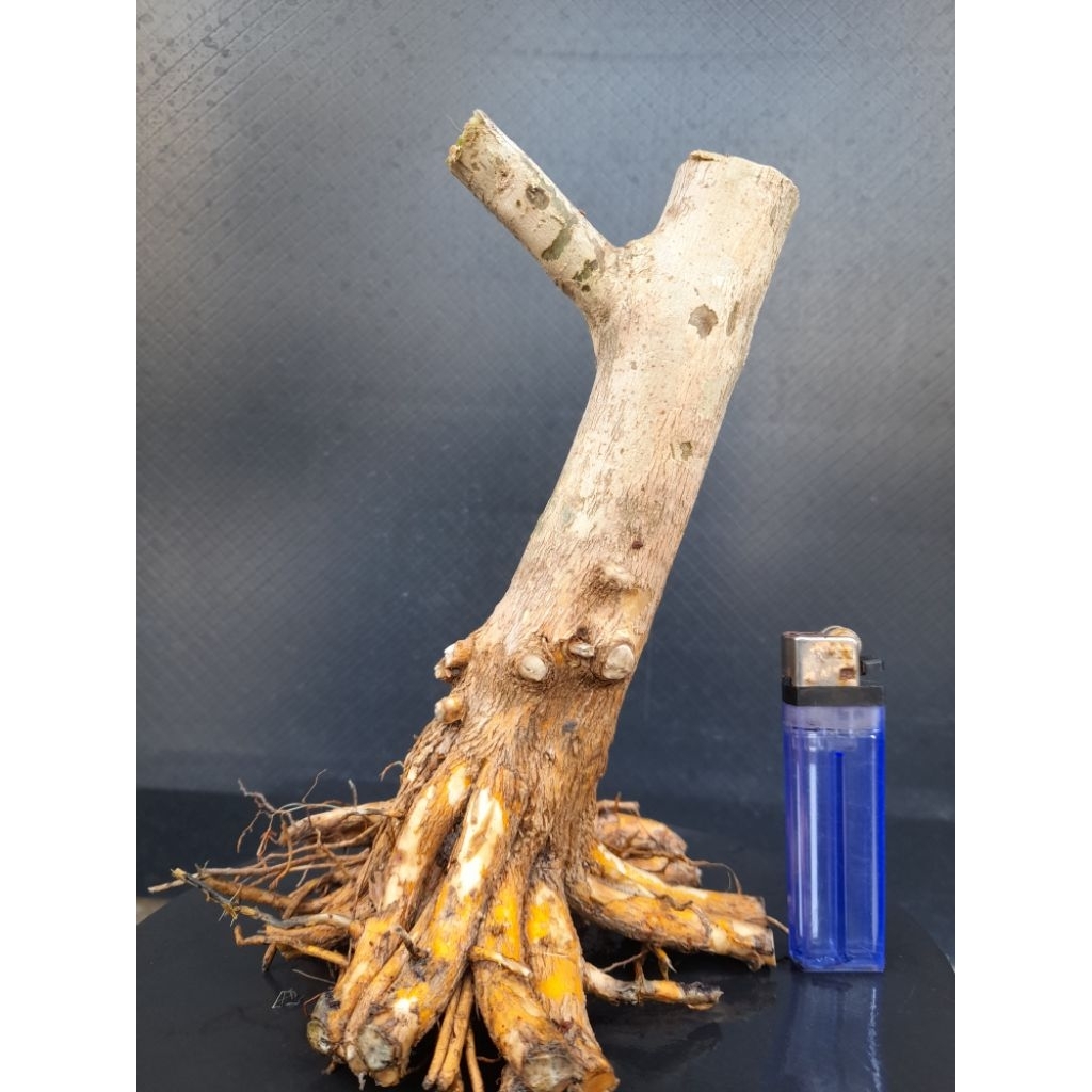 Bahan Bonsai Sancang Program Akar Gaya Formal Size Small Real  Pict