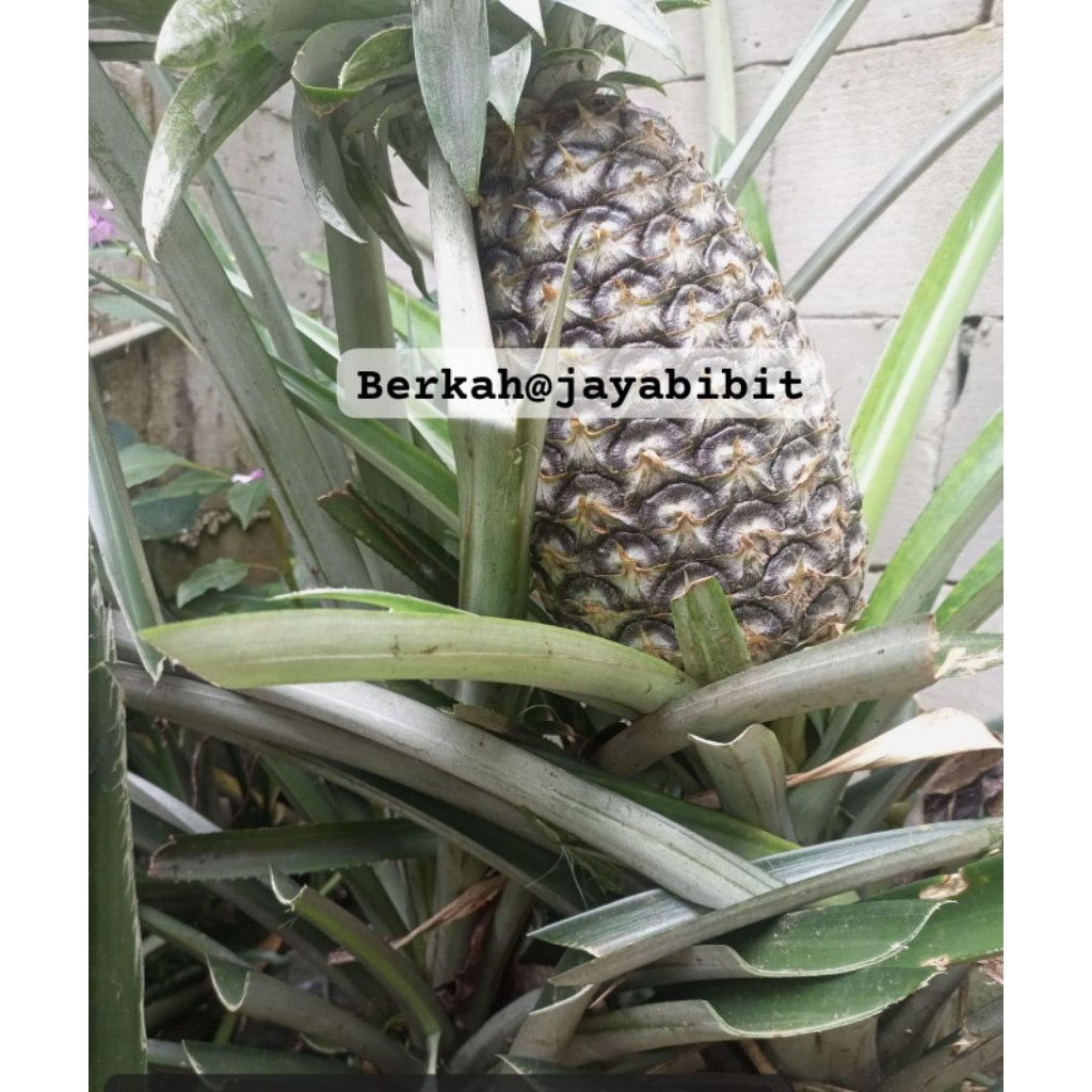 bibit nanas Bagong/bogor