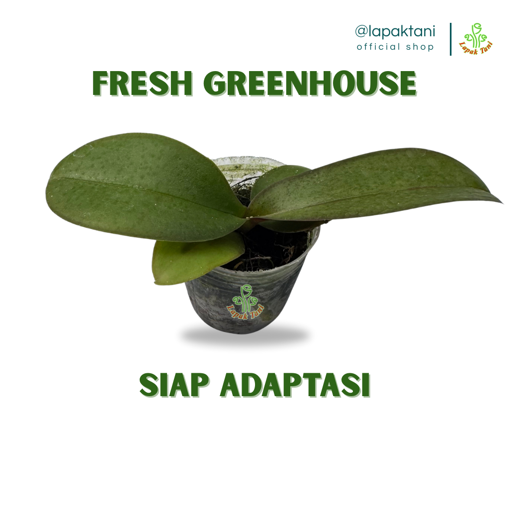 Bibit Anggrek Bulan Seedling Hybrid Usia 6–7 – Tanaman Hidup Siap Berbunga Jumbo