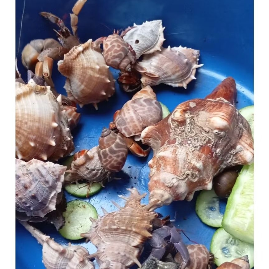Hermit Crab kelomang Viola Jumbo size ( Xl, L, M,S,SS )Hidup pangandaran /Umang laut/Pantai mainan a