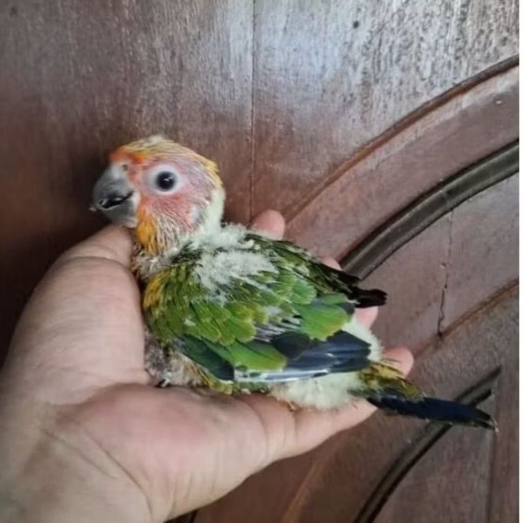 BABY BURUNG SUNCONURE ANAKAN SUAPAN LOLOHAN