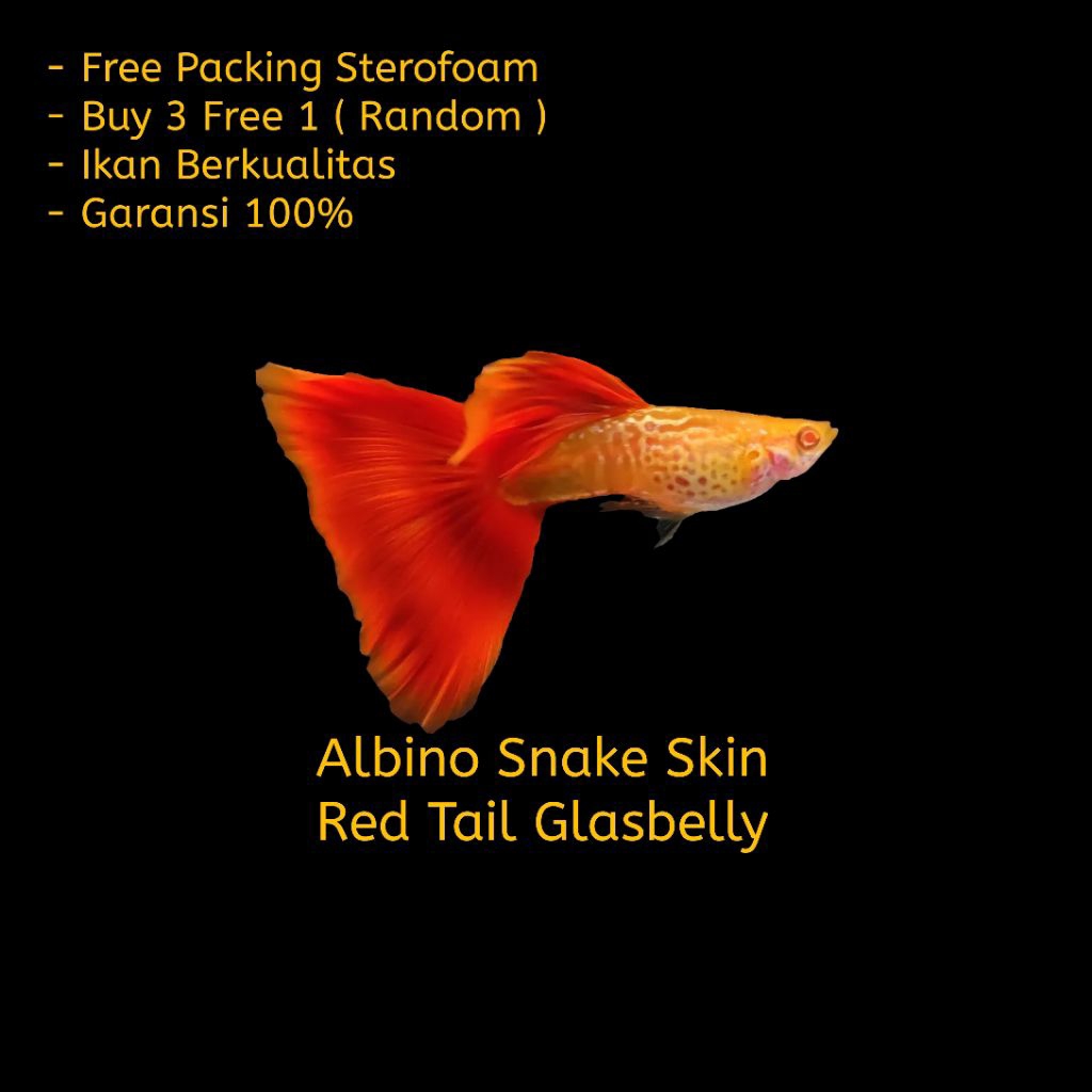Hiasan Aquarium Guppy ALBINO SNAKE SKIN RED TAIL GLASBELLY