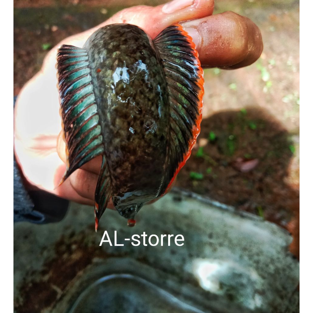 promo limbata wc rim tebal super bagus siap kirim,bisa cod ke seluruh indonesia