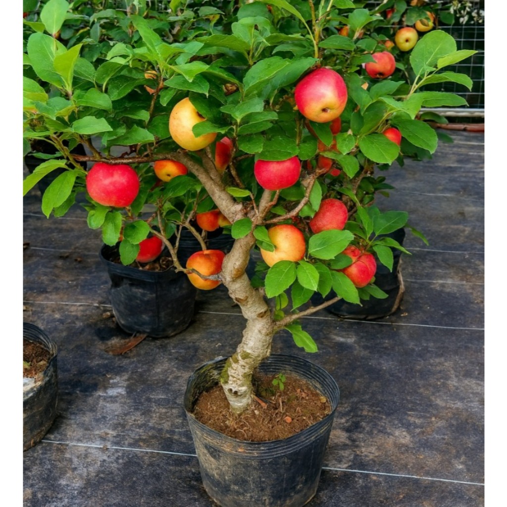 Bibit Apel Fuji Cangkok Super Sudah Rimbun Cepat Berbuah Promo Bibit Buah Tumbuhan Tanaman