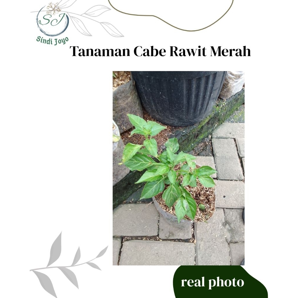 Tanaman Cabe Rawit Merah Bibit Cabe Rawit Merah