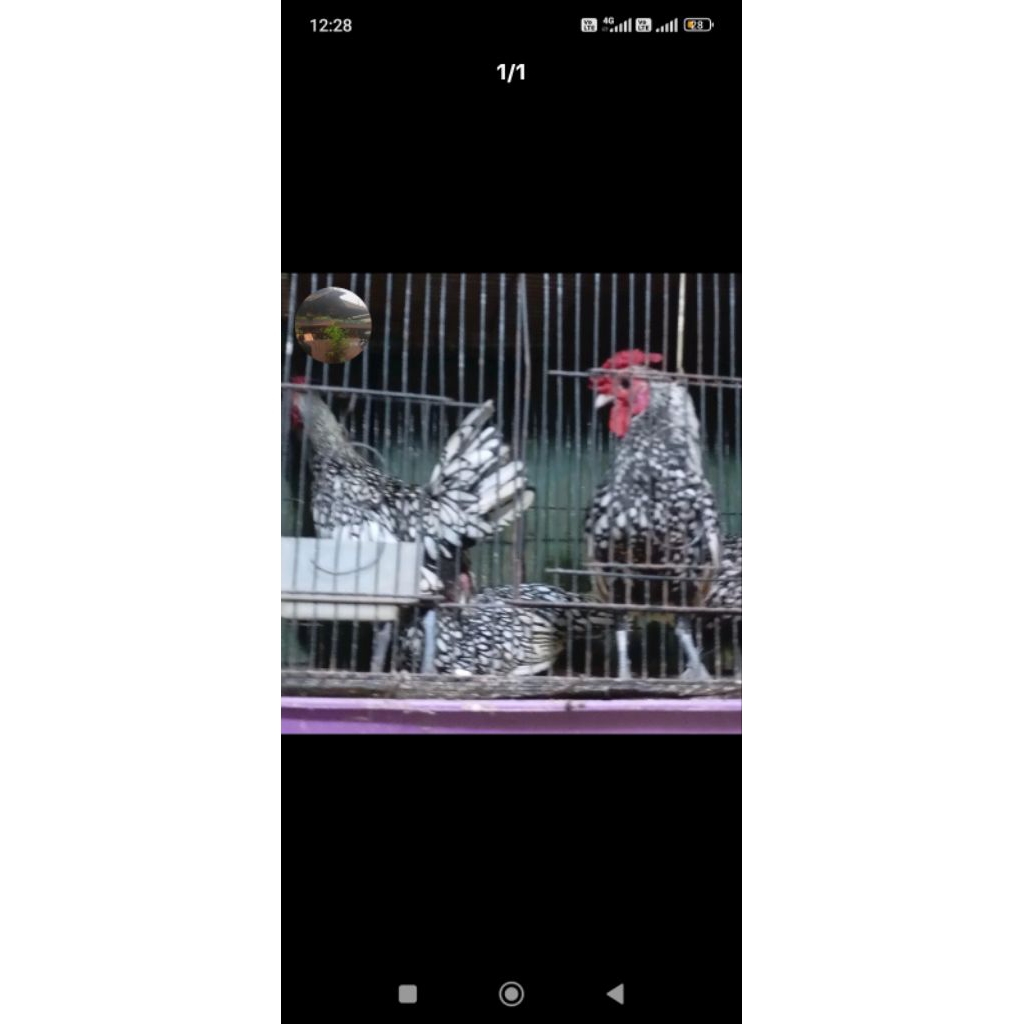 ayam Kate Canada sepasang dewasa'