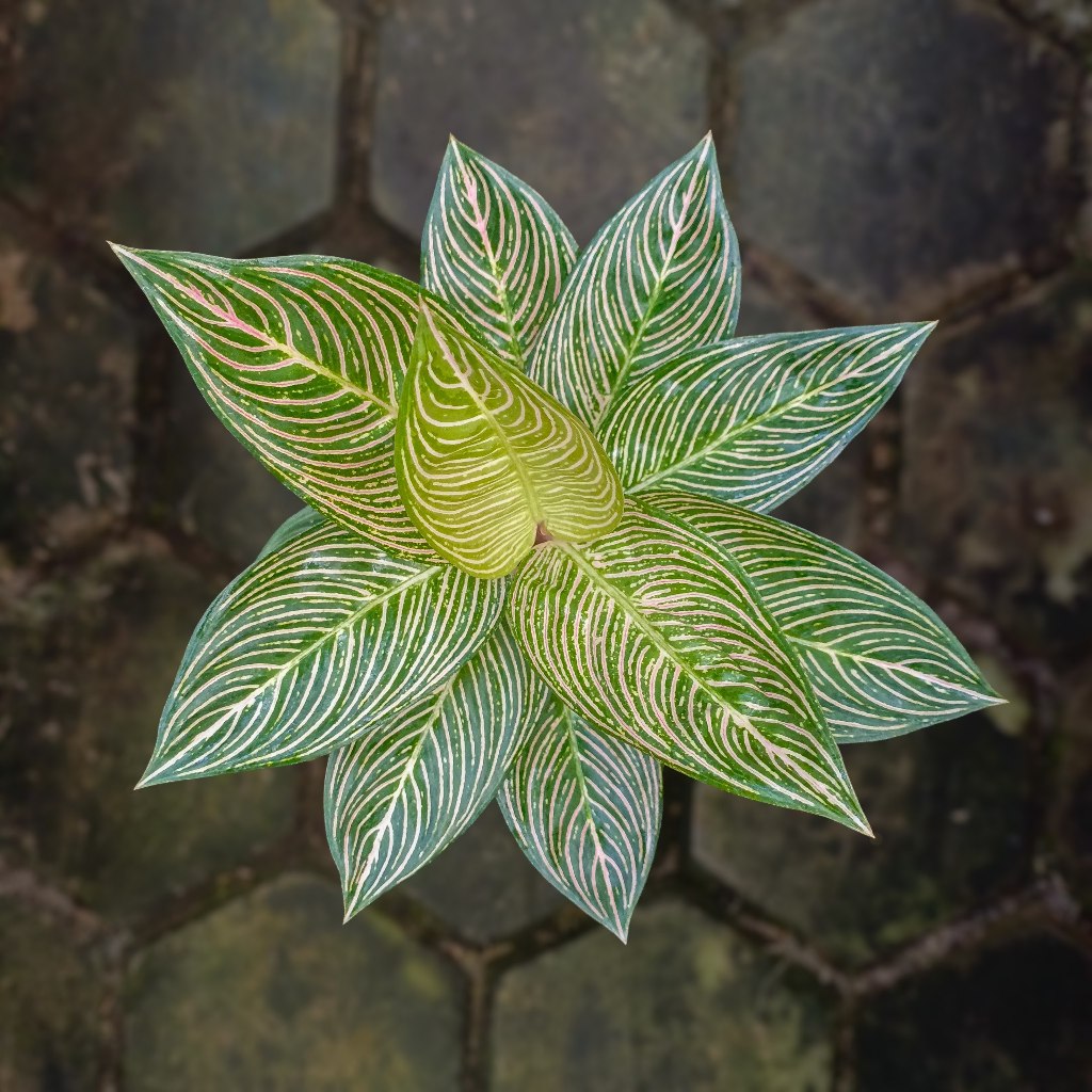 Aglaonema Golden Hope