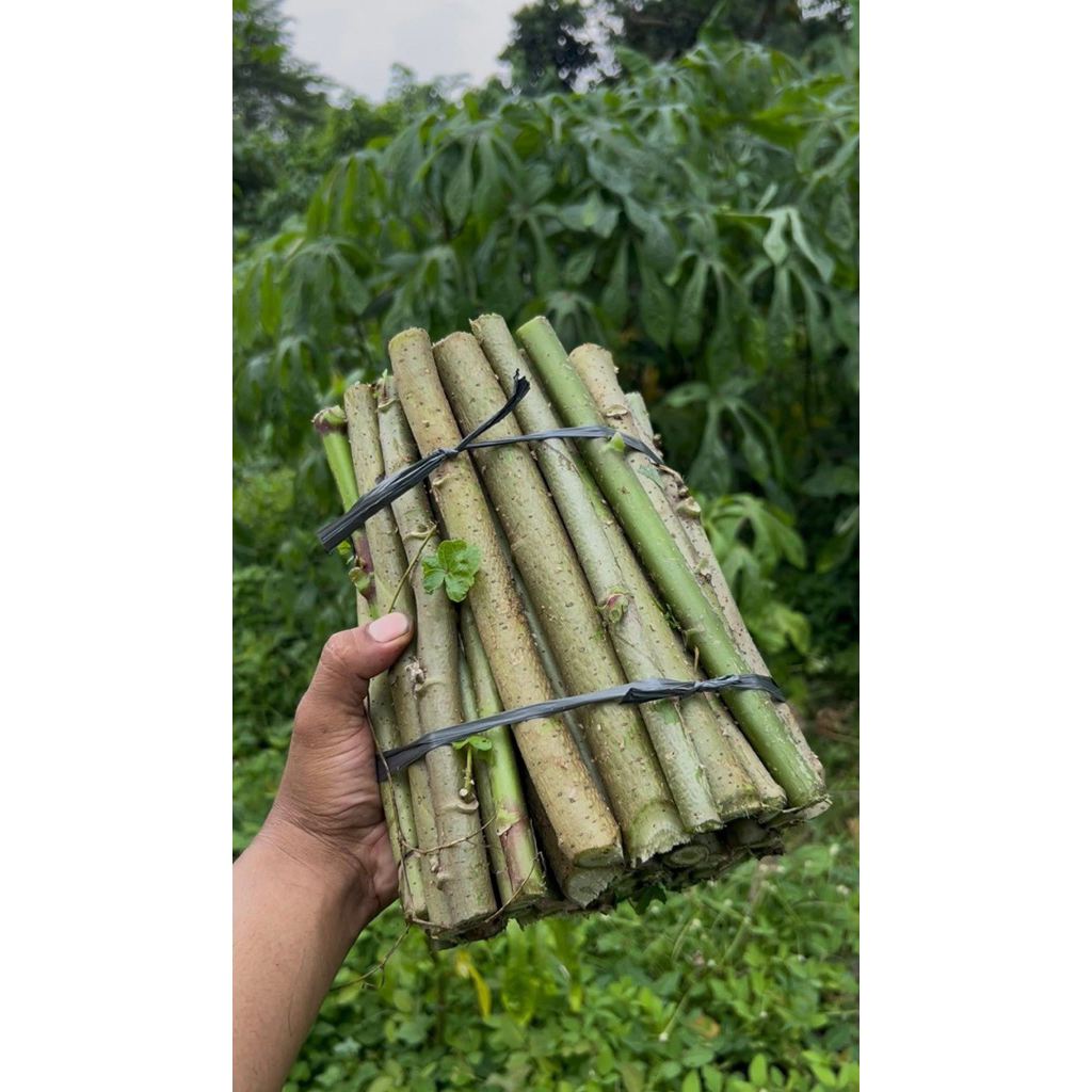 Bibit telo papua 1 KG fresh untuk pakan ternak