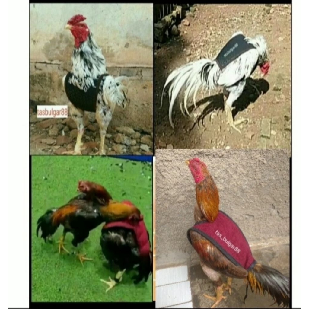 Baju ayam UNTULAN, Pelindung brangkot/drambend.