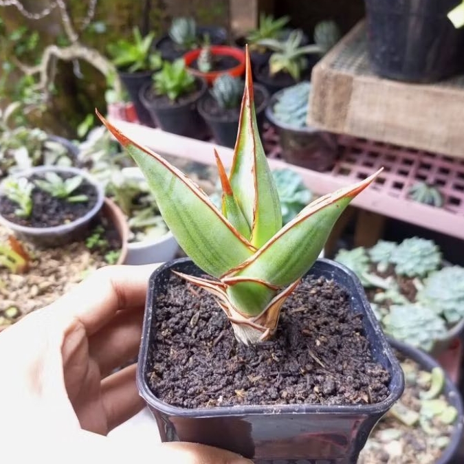 Sanseviera Pinguicula