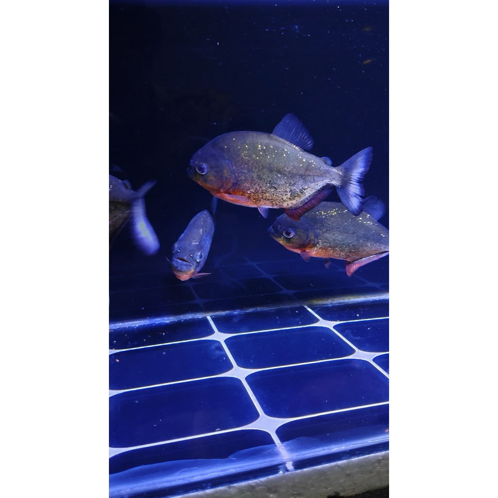 Ikan piranha (isi 4 ekor)
