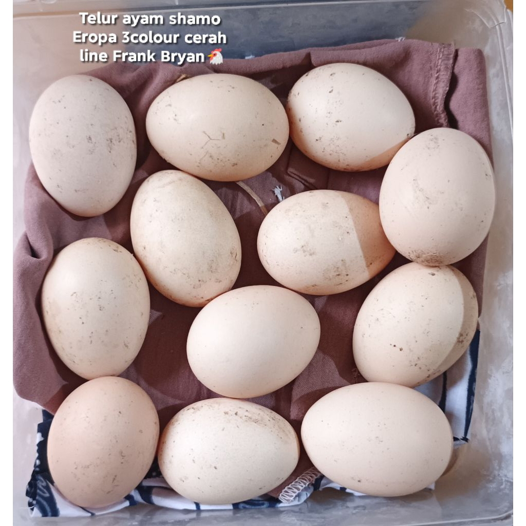 Telur fertil ayam shamo Eropa 3colour ori