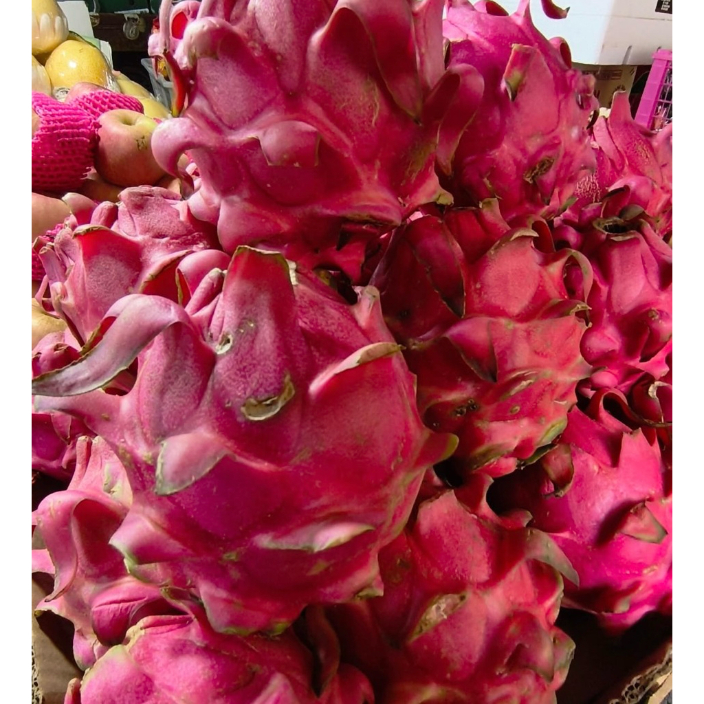 Buah Naga merah per buah kisaran 500 gram