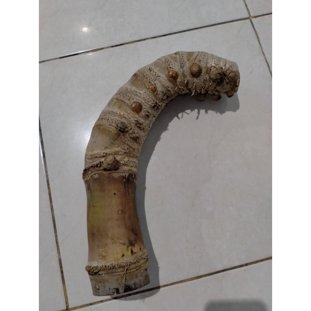 BAMBU UNIK JUNJUNG DERAJAT ISTIMEWA JUMBO (38 CM) APUS ISTIMEWA