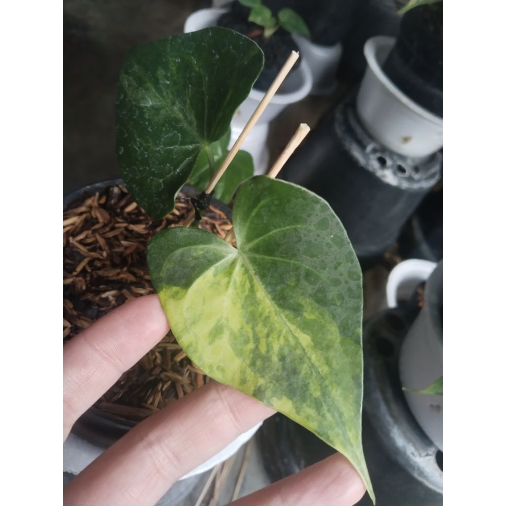 anthurium Clarinervium variegata mewah ori split bonggol