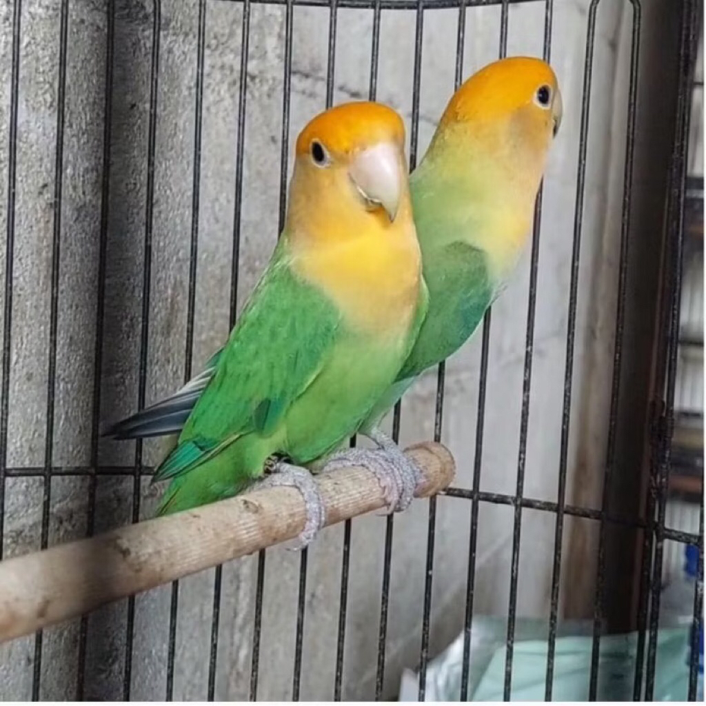 Burung Lovebird Non Klep Yellow Face satuan pilihan