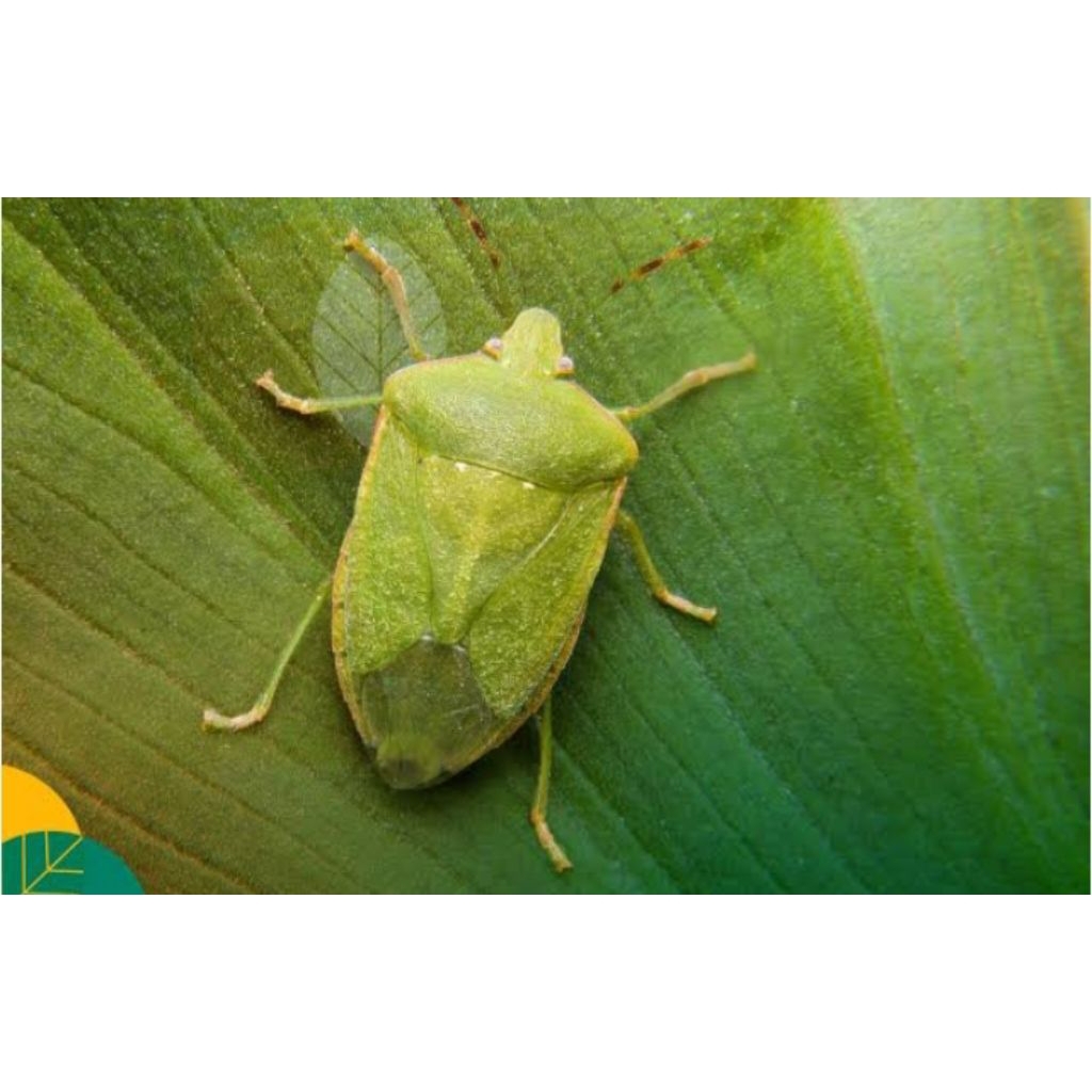 Kepik hijau kepik padi /10 ekor