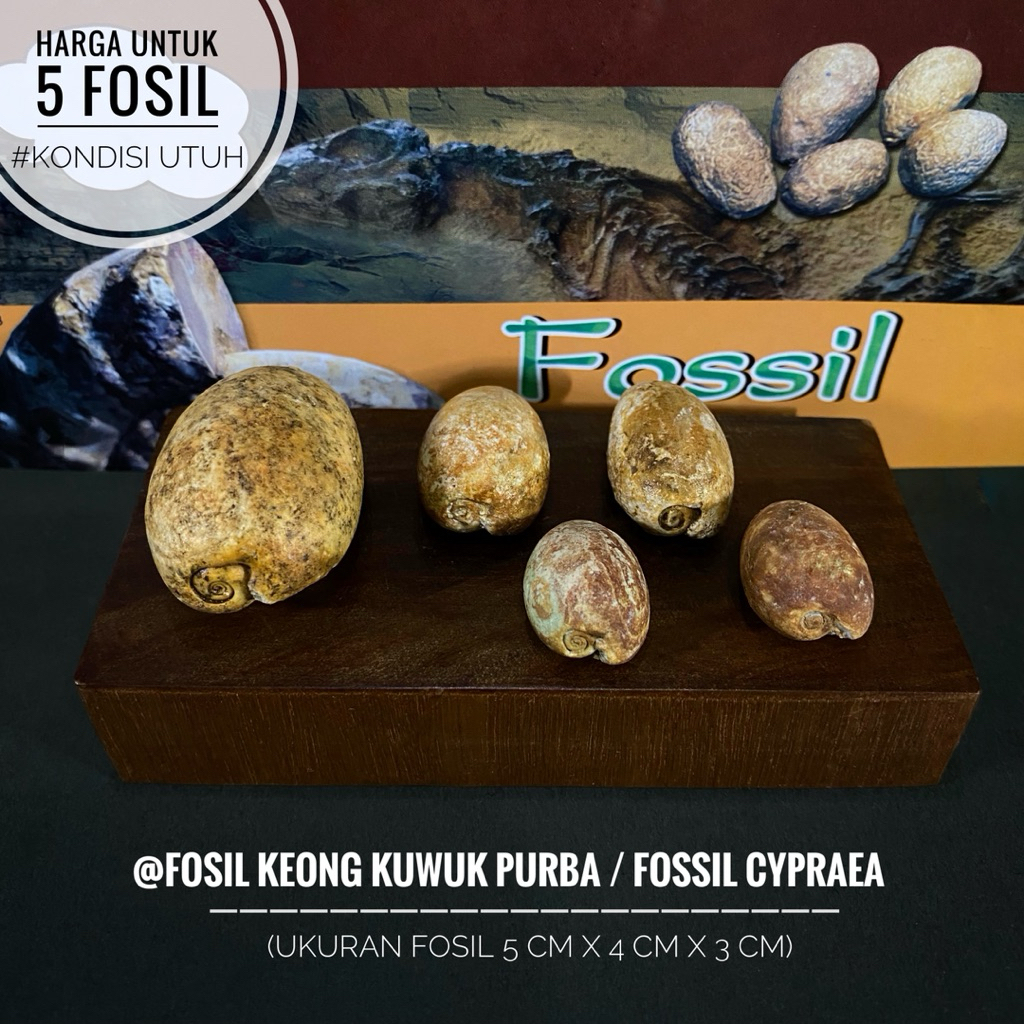 Fosil Keong Kuwuk Purba Natural B73 atau Fossil Cypraea atau Fosil Kol Buntet Alam atau Fossil Snail