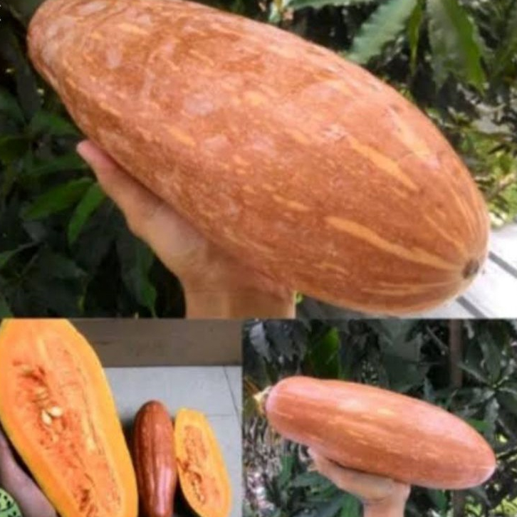 Biji benih tanaman labu kuning lonjong isi 10 butir