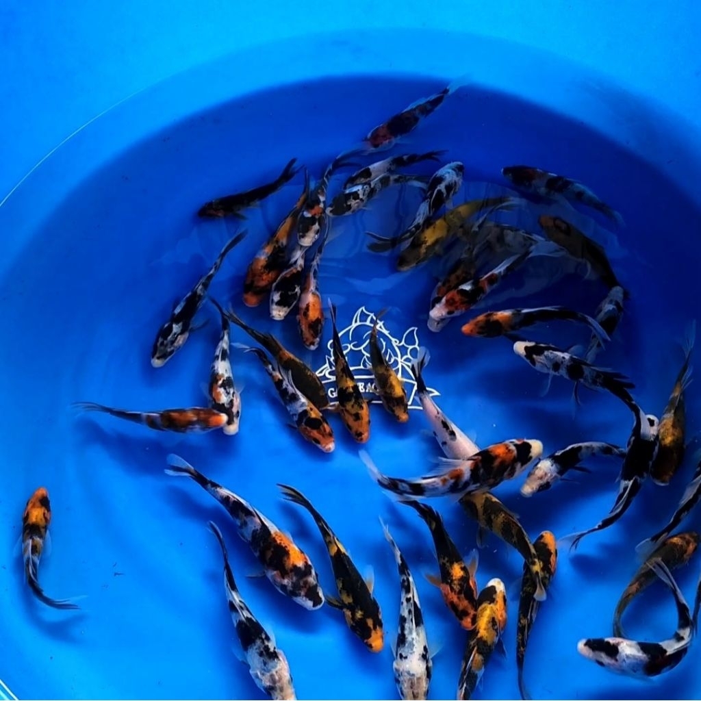 (INSTANT) IKAN KOI SHOWA SHIRO UTSURI MIX IKAN HIAS AQUARIUM KOLAM