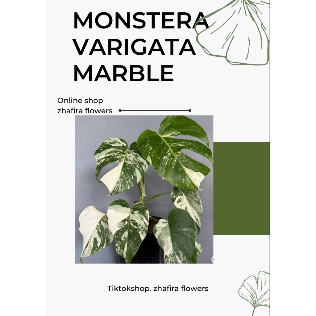 *PROMO* Monstera 1 daun pancing