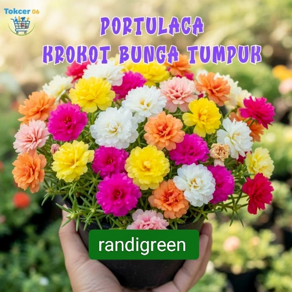 pohon bunga krokot jenis bunga kombinasi warna isi 10 batang termurah dan terlaris