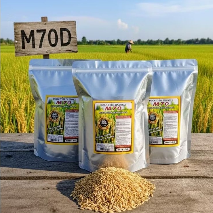 BENIH PADI M70D PADI KUALITAS PREMIUM 1KG