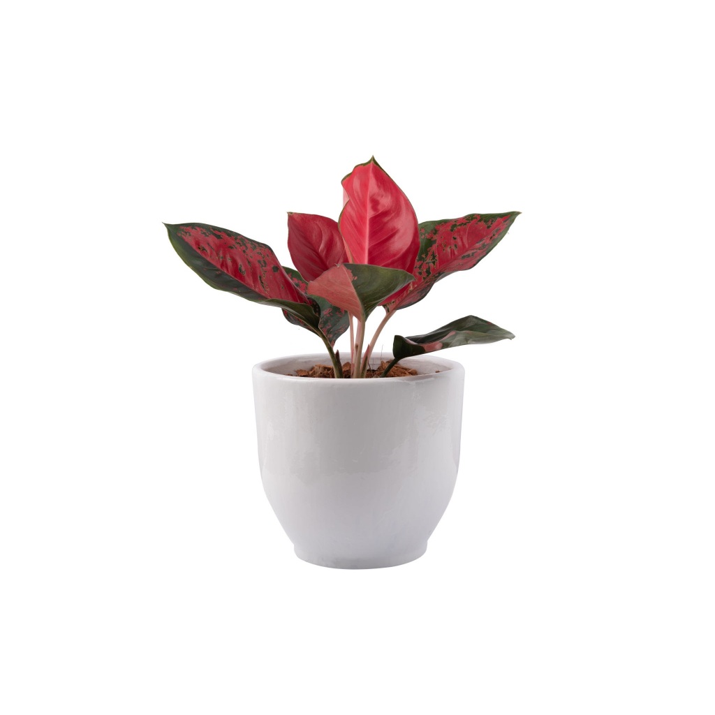 Aglaonema Suksom Jaipong