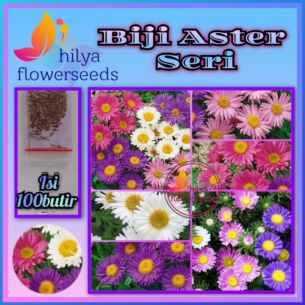 Biji Benih Bunga Aster Seris