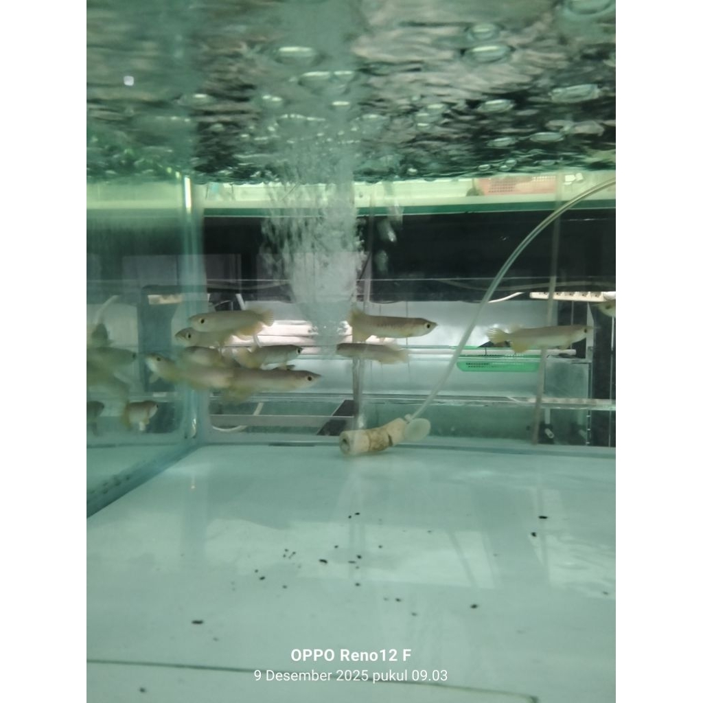 Promo malayasia golden crossback 24k 8-9cm sertifikat