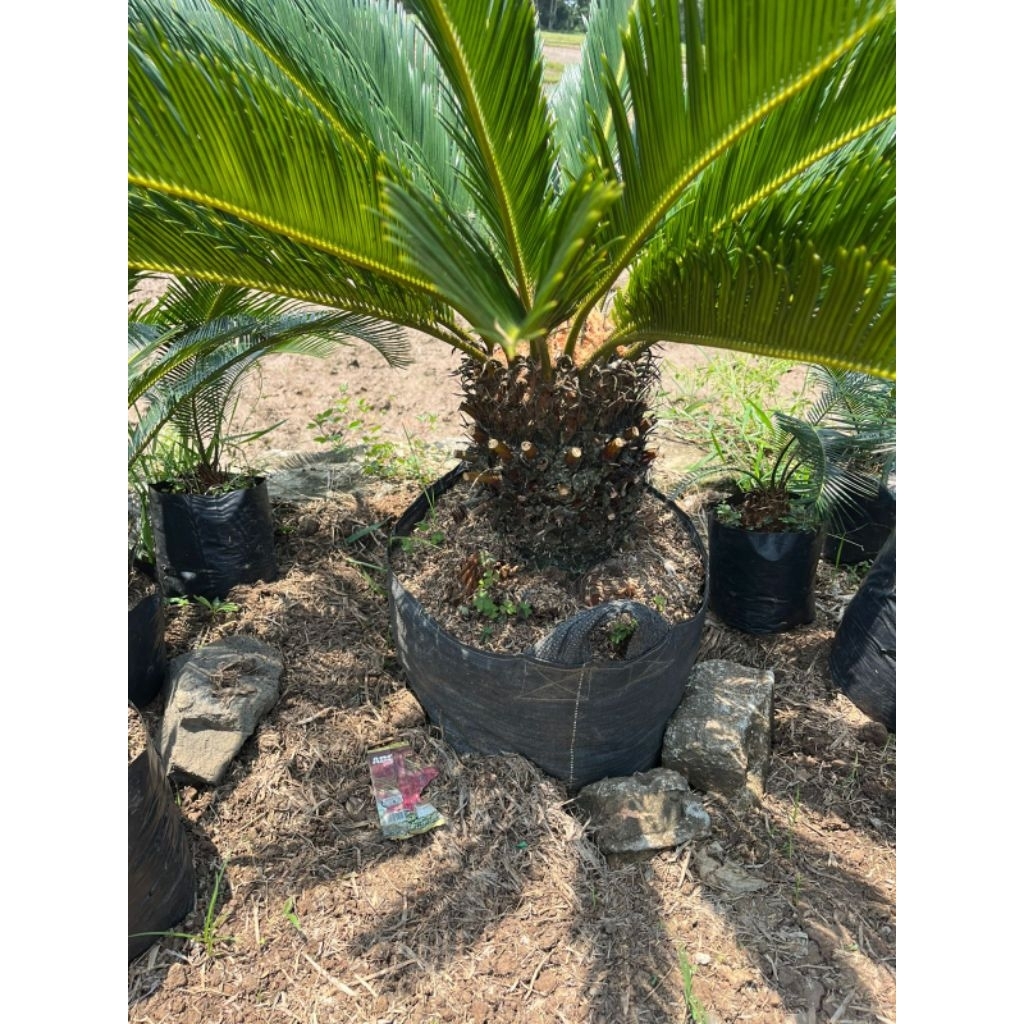 Tanaman Sikas Mawar Bonggol Besar