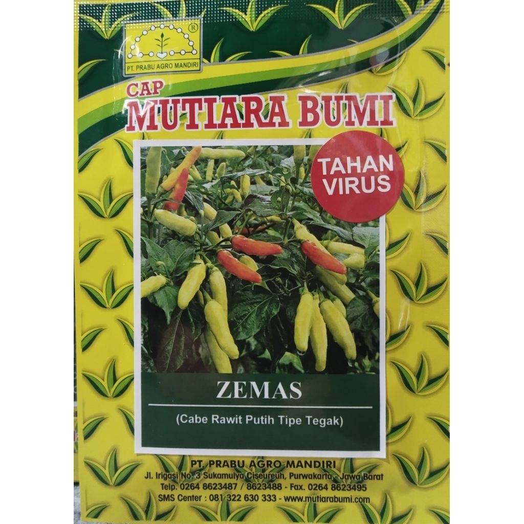 Benih cabe rawit putih tahan virus tipe tegak ZEMAS, Benih rawit putih Mutiara Bumi