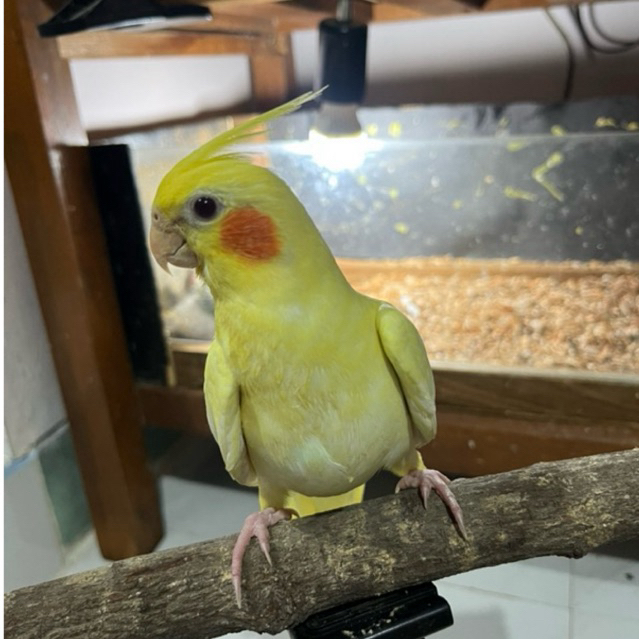 anakan falk parkit australia BABY