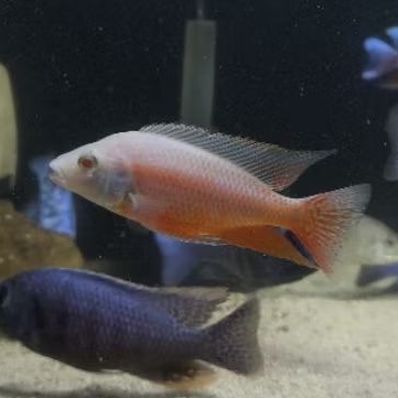 Cichlid Afrika Protomelas Taenilatus Red Empress Albino/ Ikan Hias