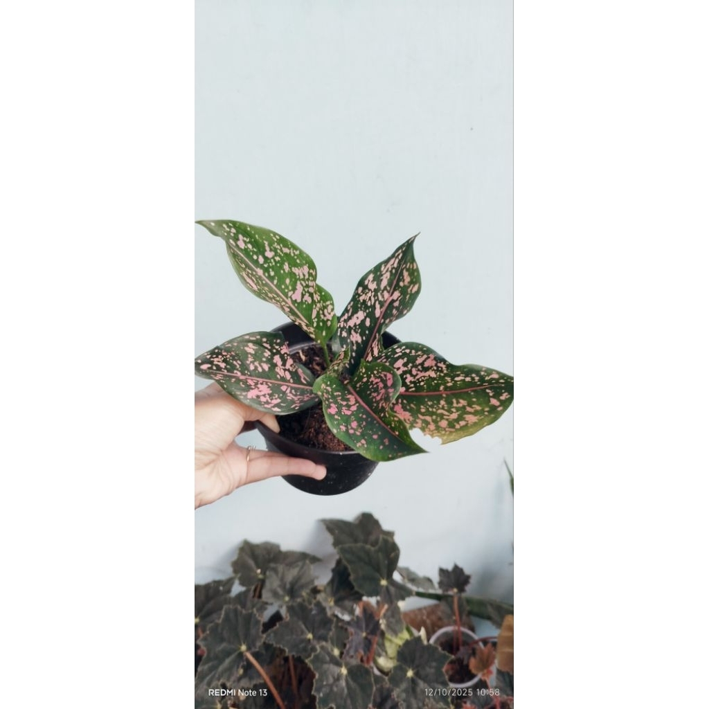 Aglonema pink dalmation