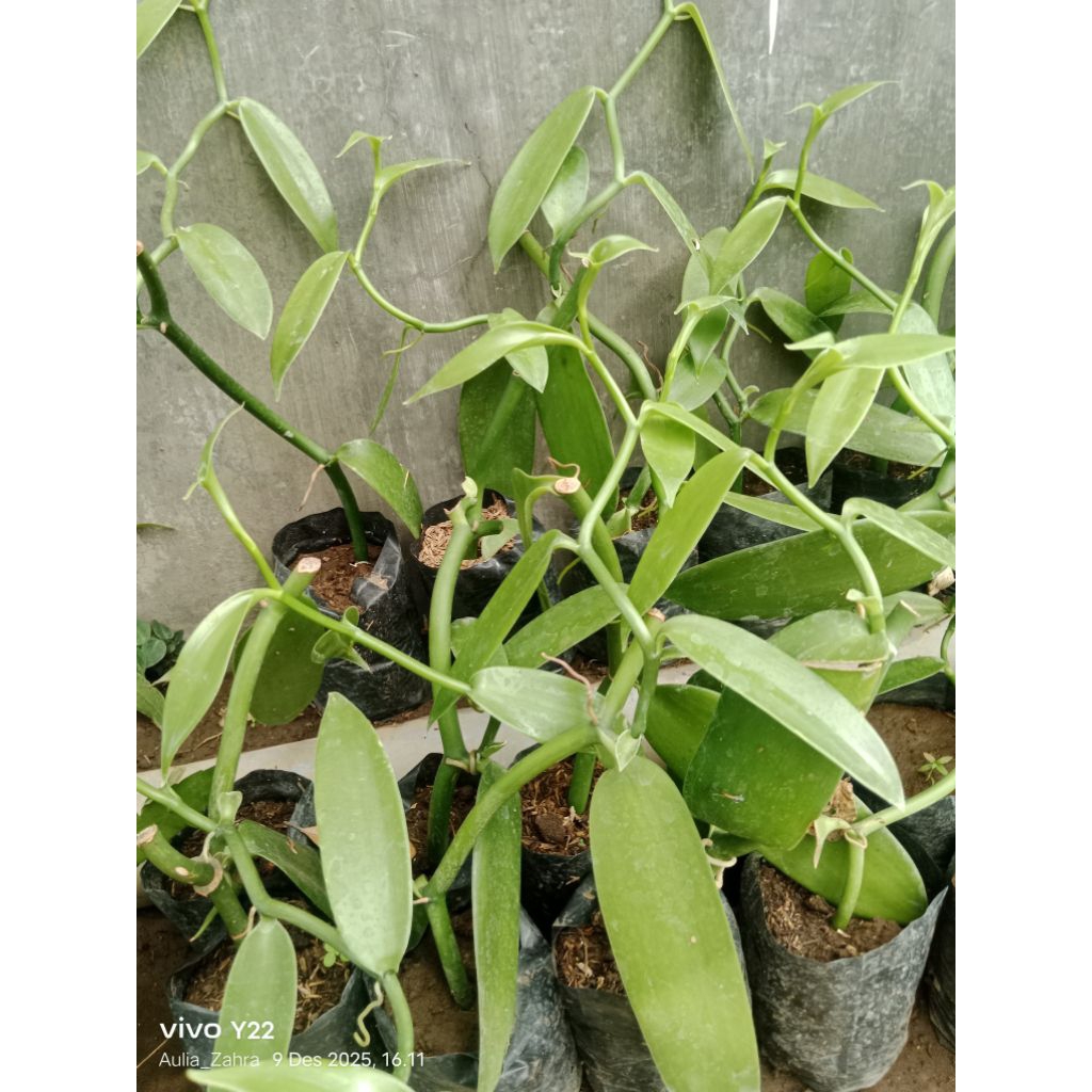 BIBIT VANILI/Vanilla Planifolia