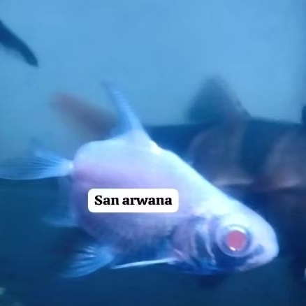 kaviat platinum SB unik kapiat sb tankmate