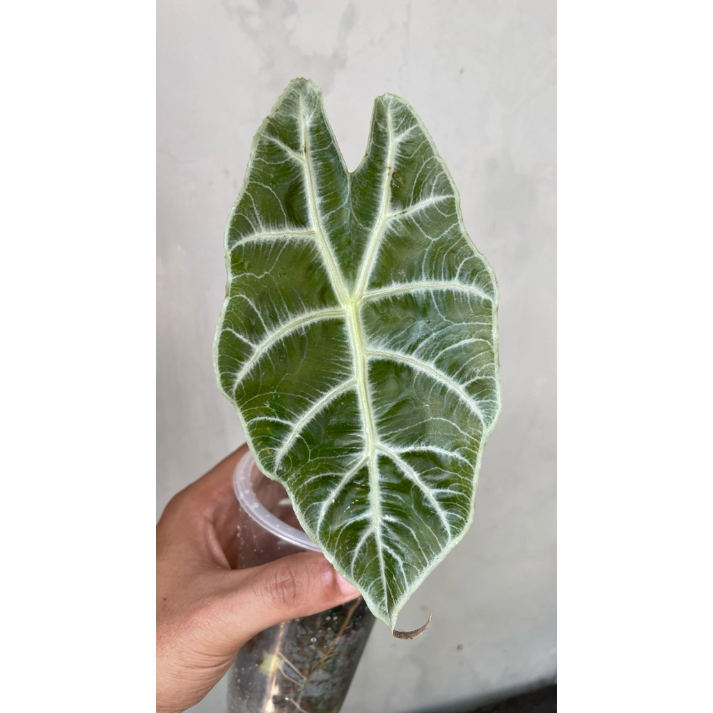ALOCASIA WATSONIANA SP LANGKAT