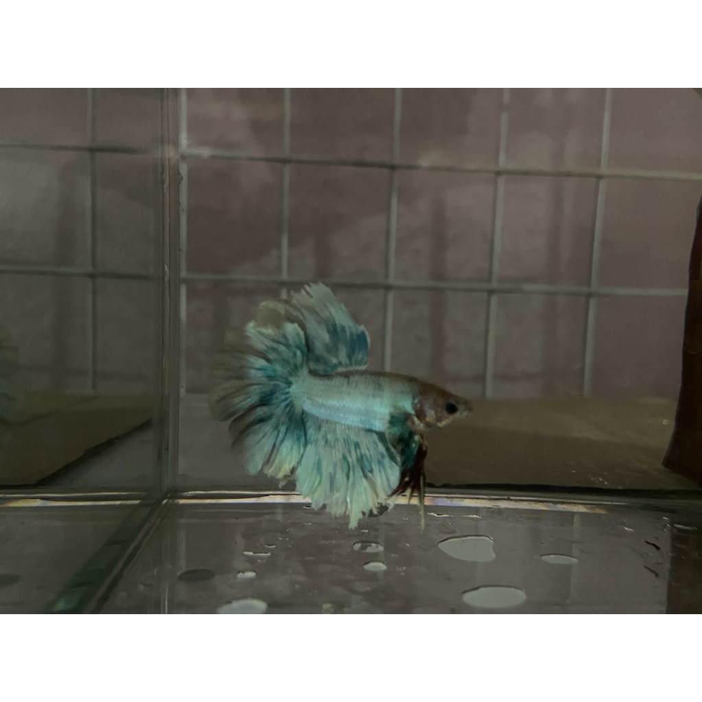 Cupang Halfmoon Kriwil Rostail Dasi Kupu"/Brokoli